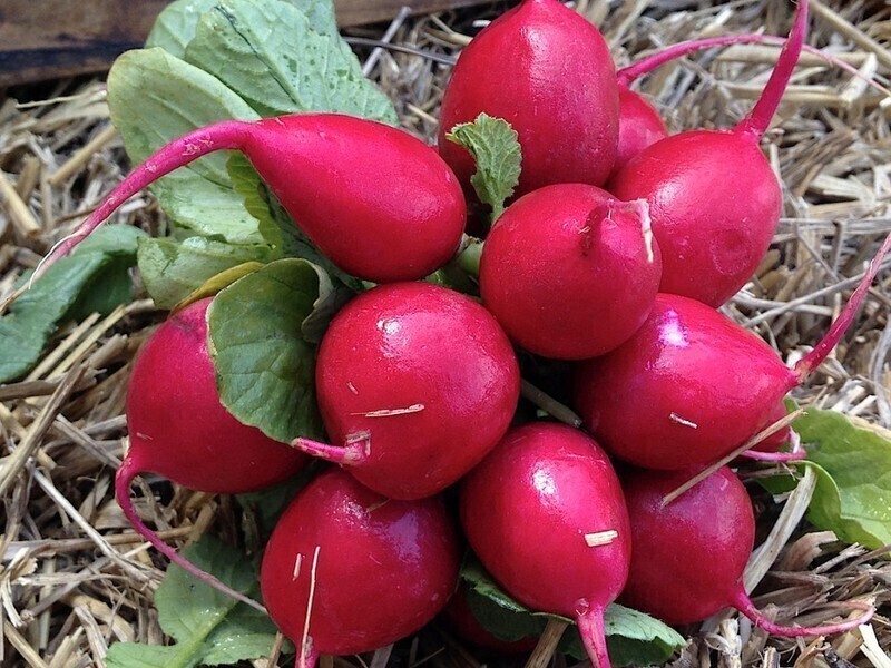 Była wieprzowina czas na sałatę i rzodkiewkę