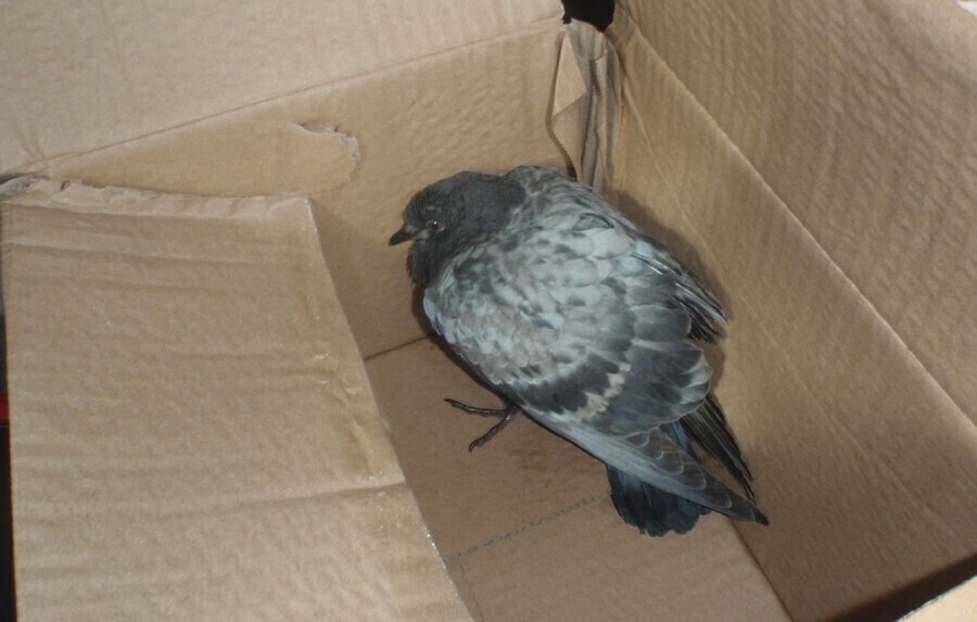 Zdjęcie 1: Strzelali do gołębia z pistoletu na kulki 