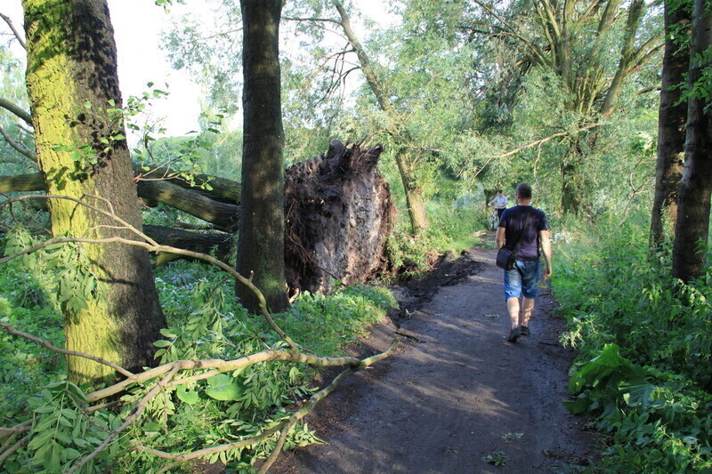 Zdjęcie 4: Najbardziej ucierpiał zabytkowy park i blok przy Dworcowej