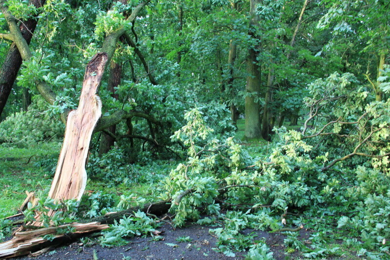 Zdjęcie 6: Najbardziej ucierpiał zabytkowy park i blok przy Dworcowej