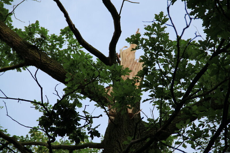 Zdjęcie 7: Najbardziej ucierpiał zabytkowy park i blok przy Dworcowej