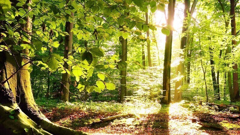 Zdjęcie 2: Zatrzymaj piękno przyrody w kadrze