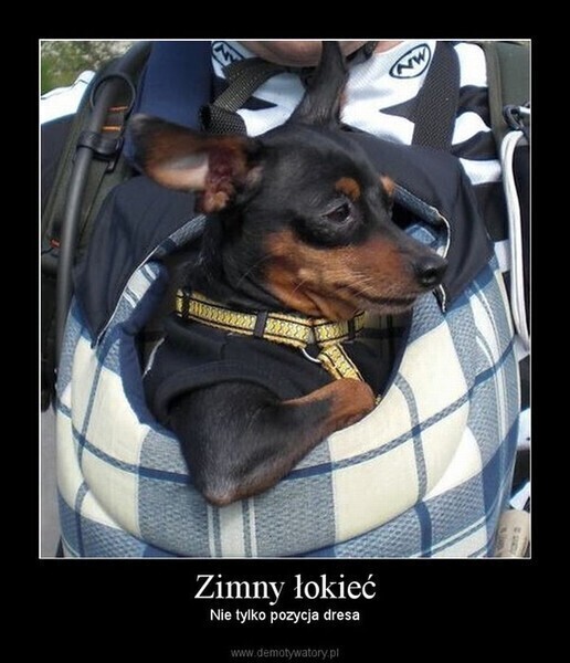 Zdjęcie 5: Zimny łokieć nie jest zabroniony