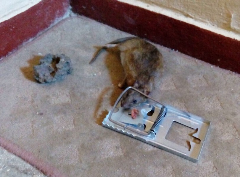 Zdjęcie 1: Na Wysokiej trwa walka ze szczurami