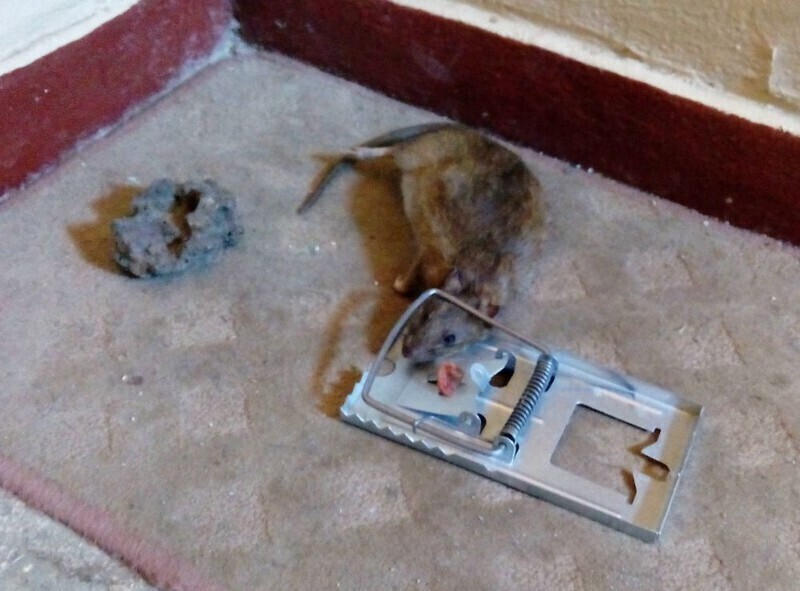 Zdjęcie 2: Na Wysokiej trwa walka ze szczurami