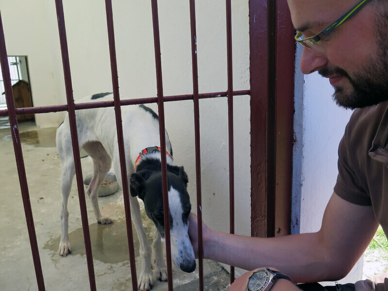 Porzucona Dalida czeka na nowego właściciela