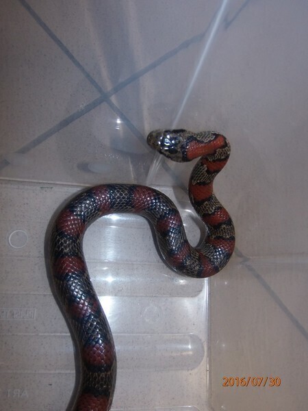 Zdjęcie 2: Kto zgubił węża ?