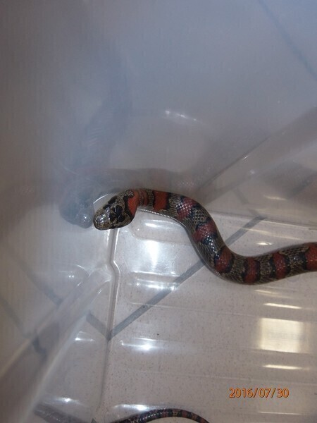 Zdjęcie 3: Kto zgubił węża ?