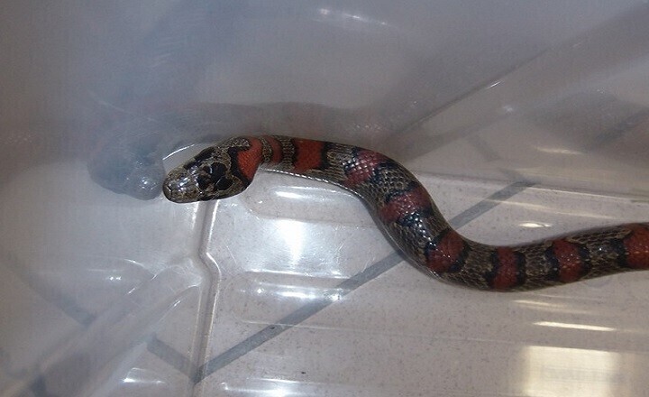 Zdjęcie 4: Kto zgubił węża ?