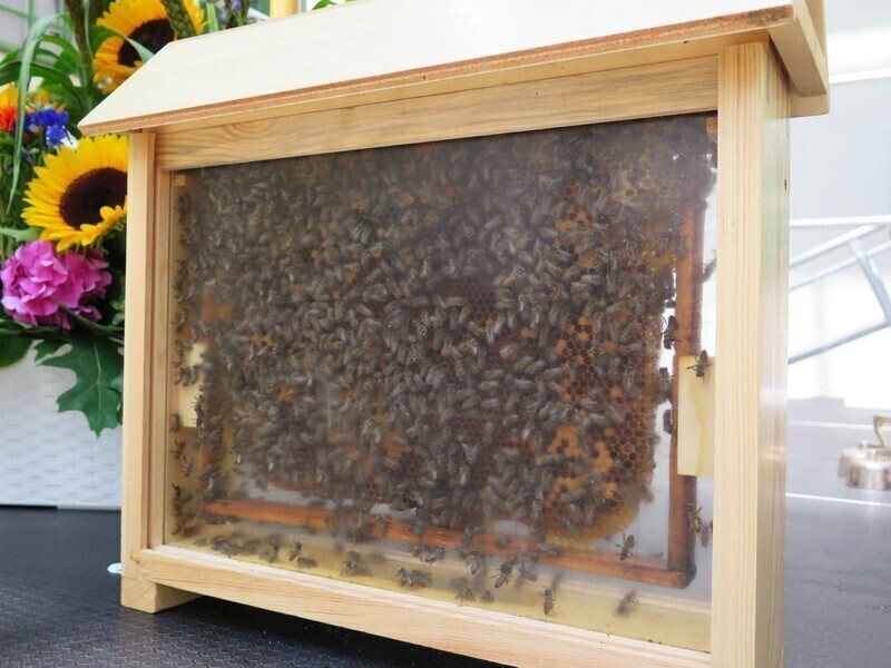 Potrzeba nam więcej pszczół i pszczelarzy. Dziś Dzień Pszczół