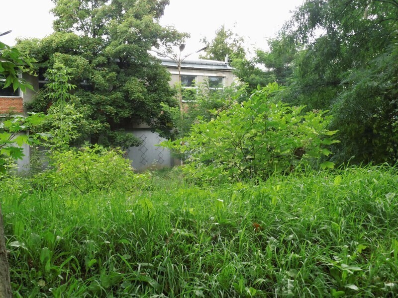 Zdjęcie 2: Dzika dżungla przy Batorego. Kto chętny? 