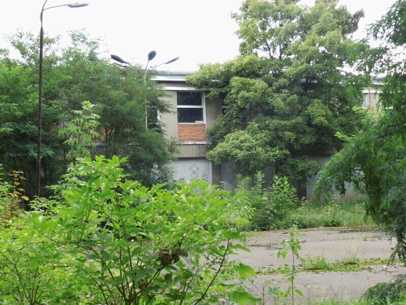 Zdjęcie 6: Dzika dżungla przy Batorego. Kto chętny? 