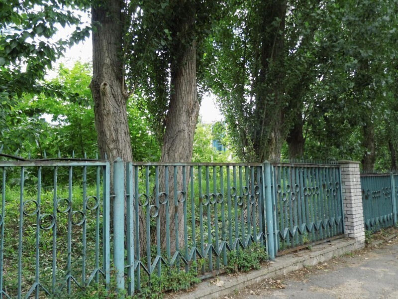 Zdjęcie 8: Dzika dżungla przy Batorego. Kto chętny? 