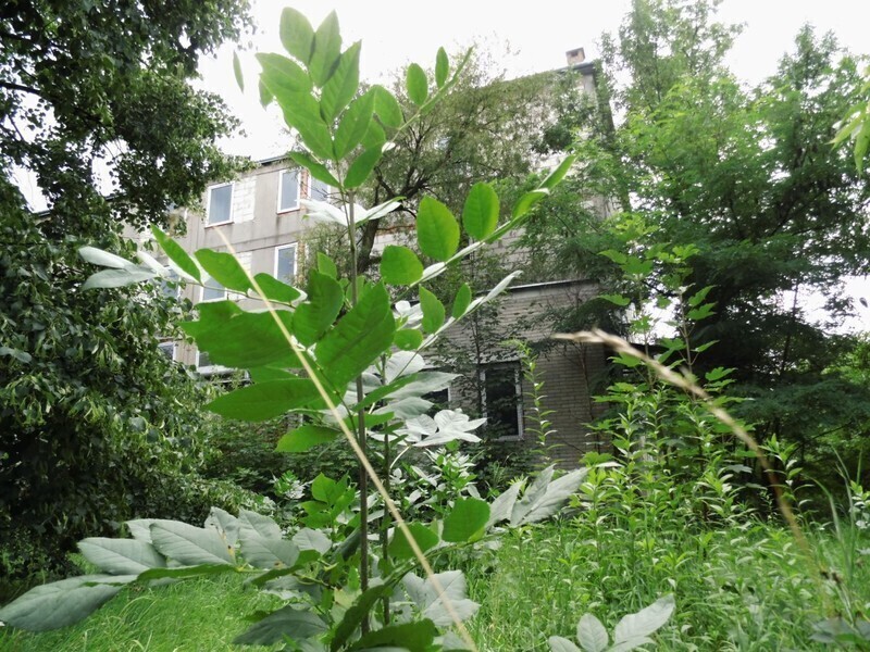 Zdjęcie 13: Dzika dżungla przy Batorego. Kto chętny? 