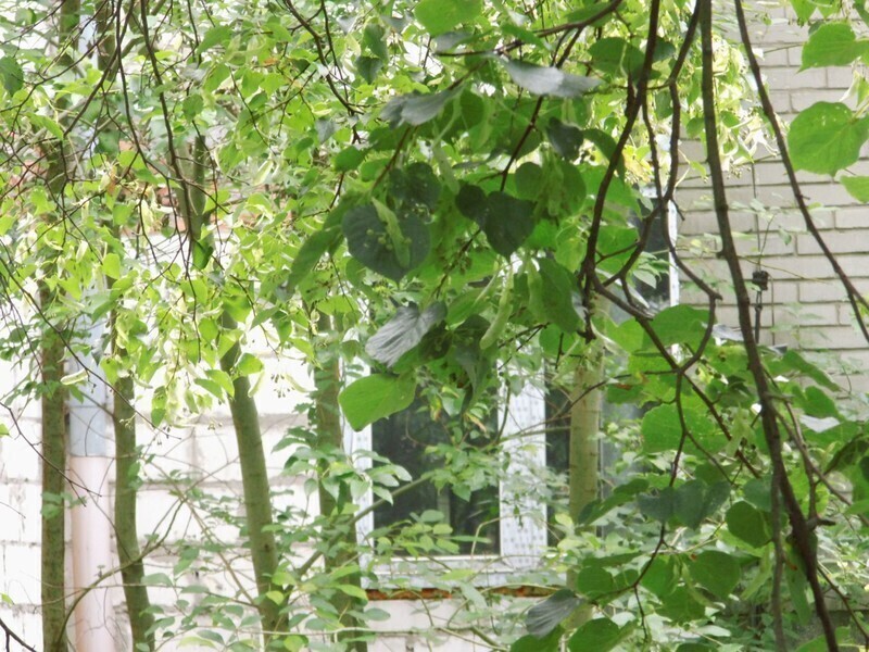 Zdjęcie 18: Dzika dżungla przy Batorego. Kto chętny? 