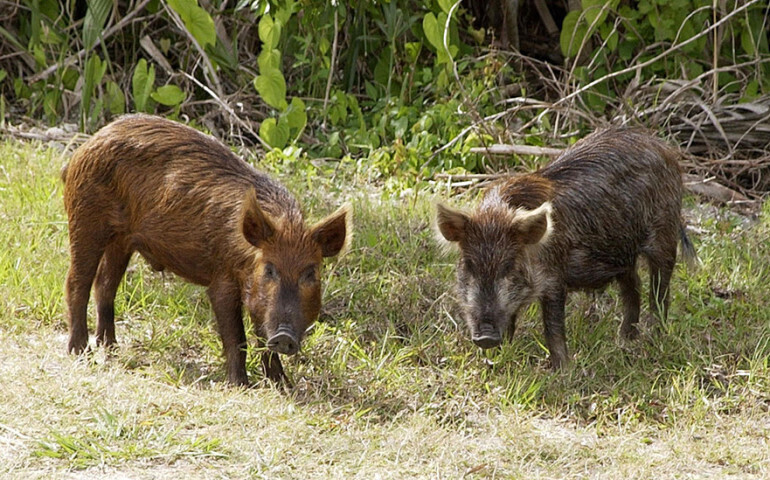 Pomór świń czy mamy się bać