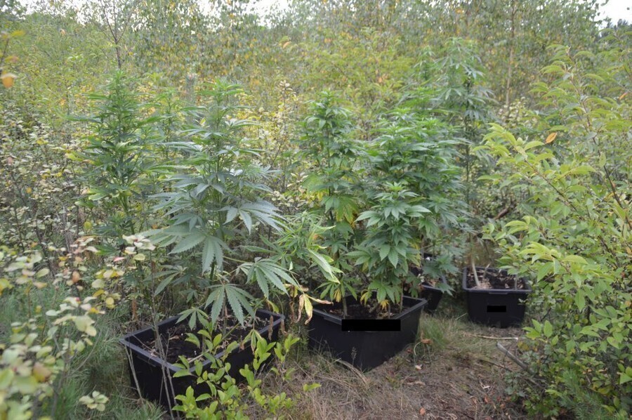 Przeczesują lasy w poszukiwaniu konopi