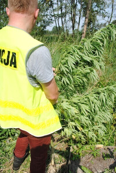 Kolejna plantacja zlikwidowana tym razem w Moszczenicy