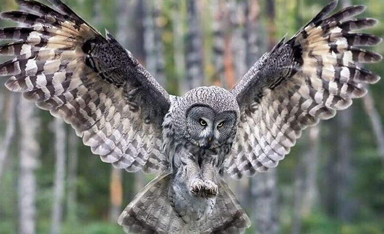 Dzikie ptactwo na Placu Pofranciszkańskim