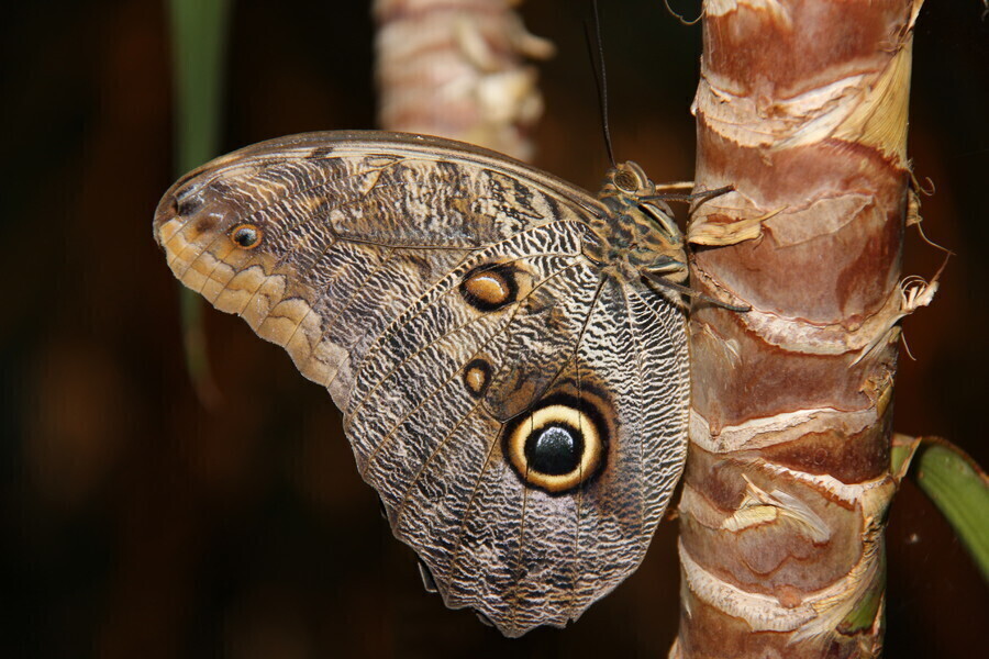 Wystawa motyli egzotycznych w Piotrkowie