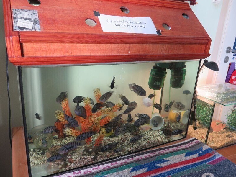 Zdjęcie 4: Więźniowie słuchają Magla i disco polo