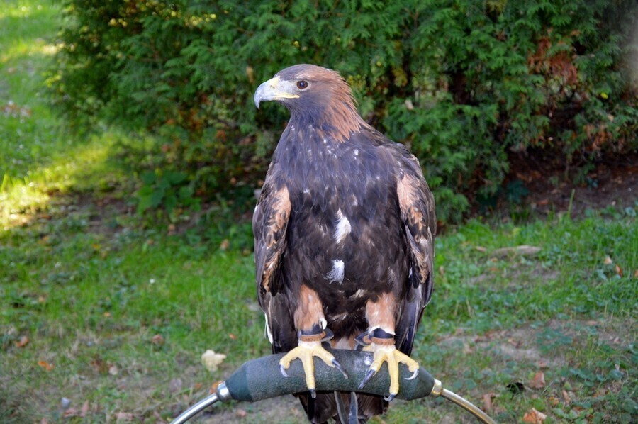 Drapieżniki płoszą gawrony w parku