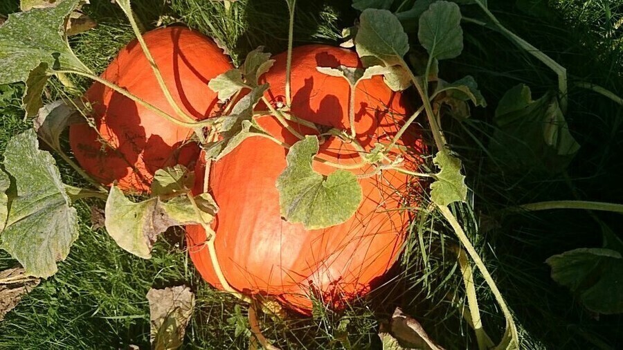 Olek wyhodował dynię giganta