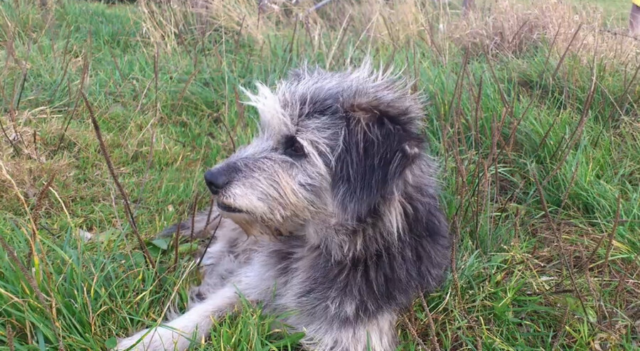 Nie żyje pies Rumcajs