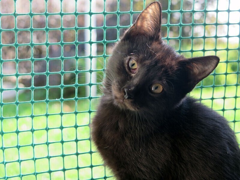 Koty wolno żyjące - jak im pomóc