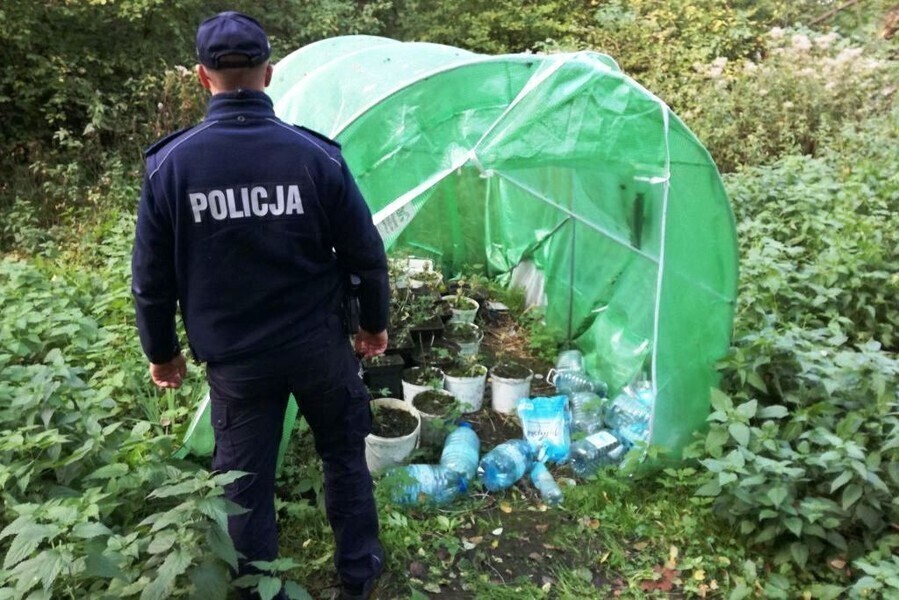 Policja bezlitosna dla plantatorów