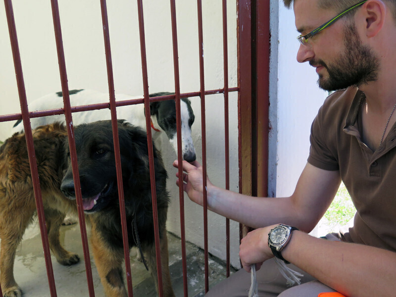 Zdjęcie 1: W schronisku przybywa psów