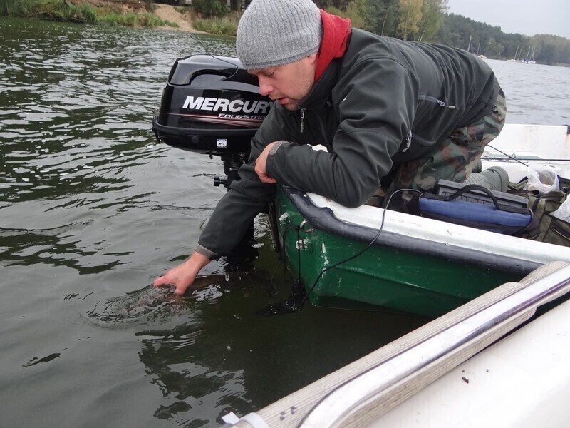 Zdjęcie 11: Złowili 13 szczupaków i 76 okoni 