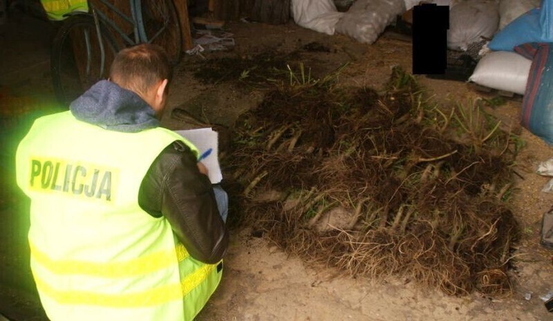 Zdjęcie 3: Marihuana w stodole i na strychu 