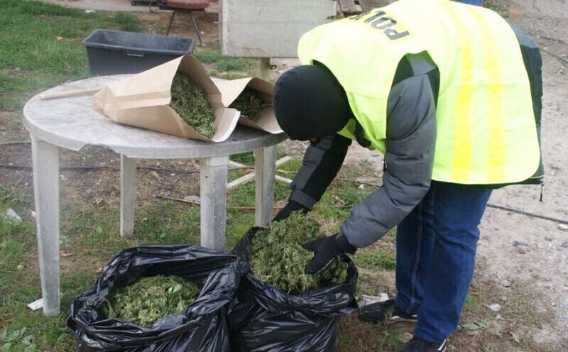 Zdjęcie 4: Marihuana w stodole i na strychu 