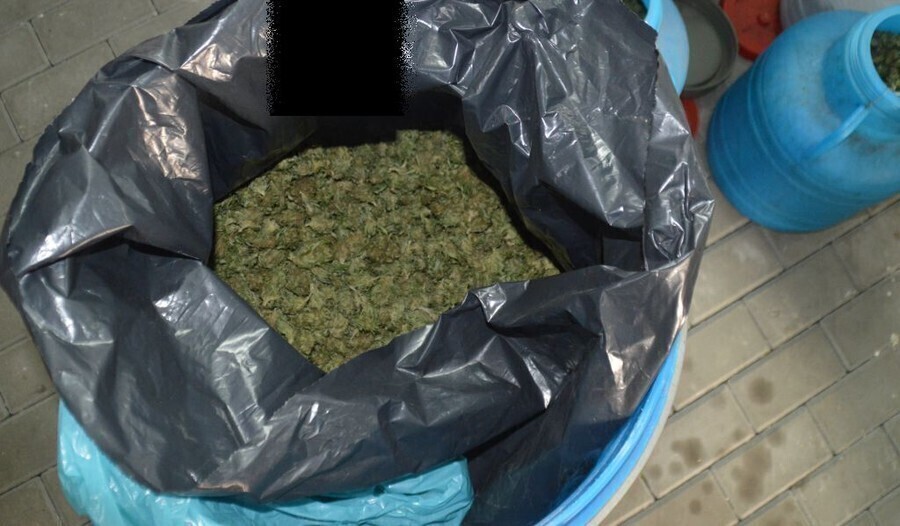 Zdjęcie 1: Znaleźli marihuanę wartą ponad milion złotych