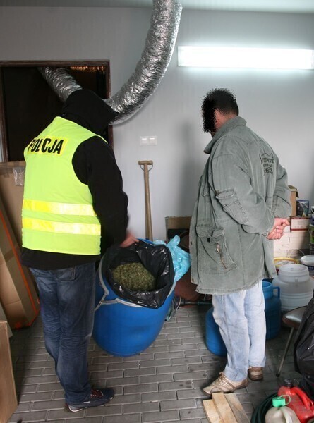 Zdjęcie 3: Znaleźli marihuanę wartą ponad milion złotych