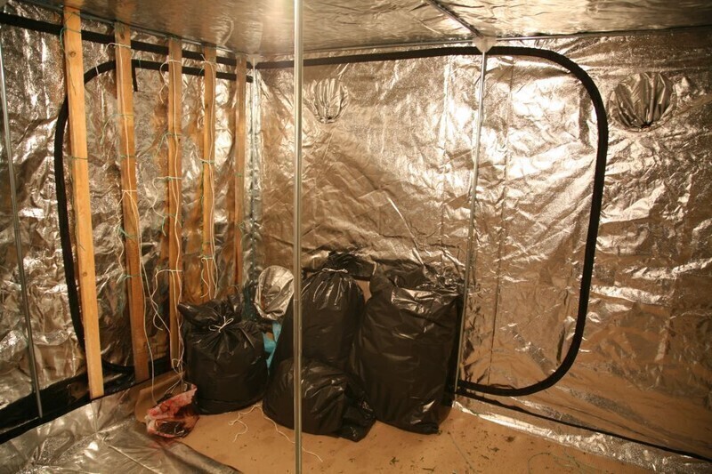 Zdjęcie 4: Znaleźli marihuanę wartą ponad milion złotych