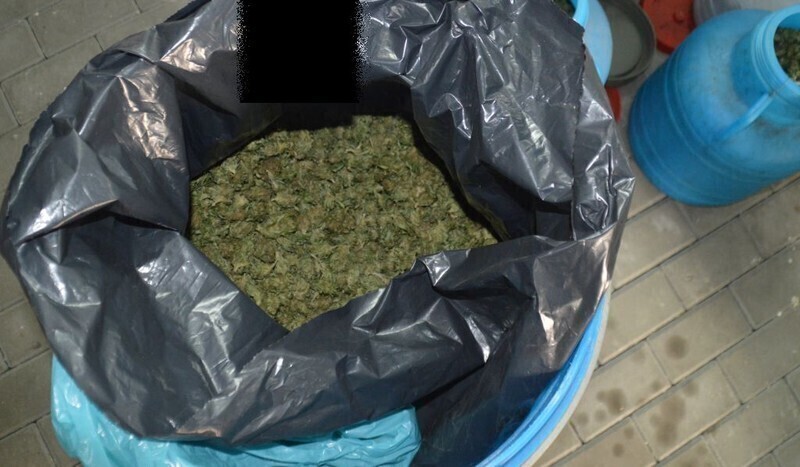 Zdjęcie 6: Znaleźli marihuanę wartą ponad milion złotych