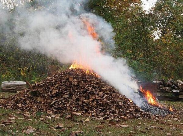 Nie pal liści na działce