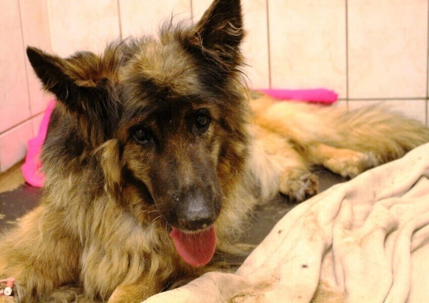 Zakopał psa żywcem. Policja szuka oprawcy