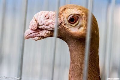 Zdjęcie 1: Wystawa gołębi rasowych w Moszczenicy