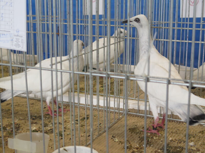 Zdjęcie 2: Moszczenica: wystawa rasowych gołębi