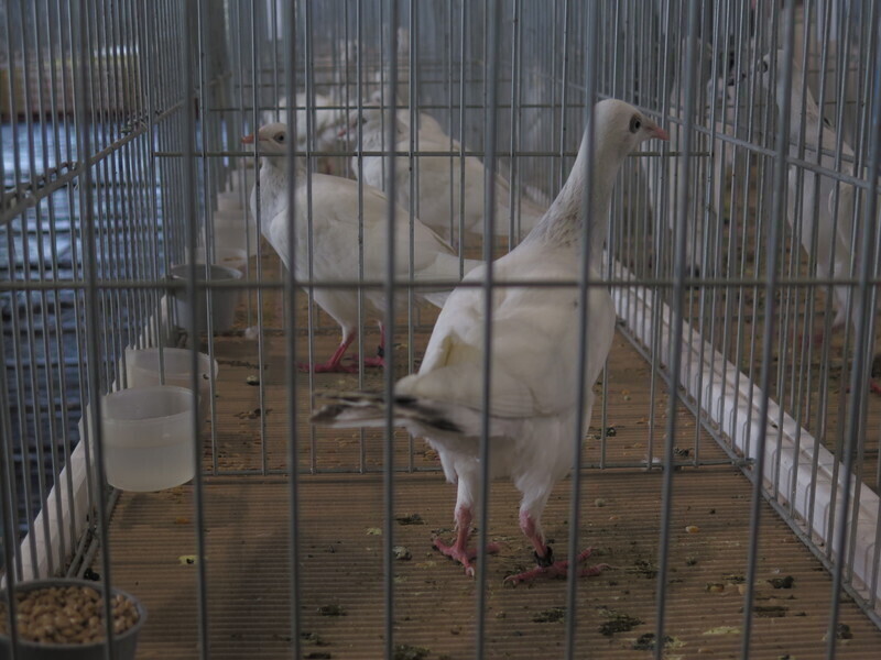 Zdjęcie 3: Moszczenica: wystawa rasowych gołębi