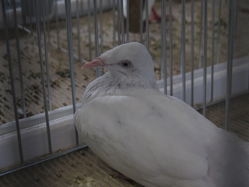 Zdjęcie 4: Moszczenica: wystawa rasowych gołębi