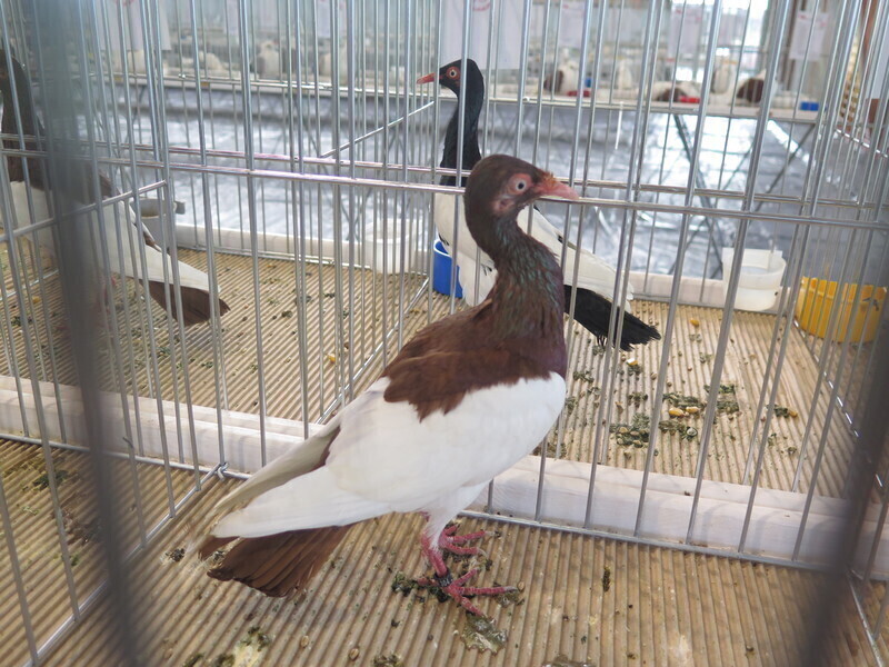 Zdjęcie 6: Moszczenica: wystawa rasowych gołębi