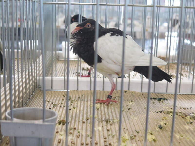 Zdjęcie 7: Moszczenica: wystawa rasowych gołębi