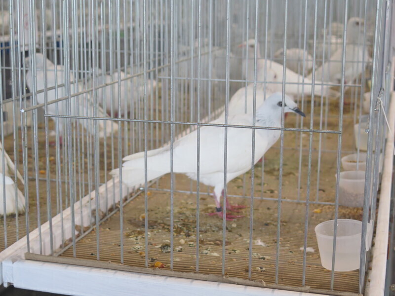 Zdjęcie 8: Moszczenica: wystawa rasowych gołębi