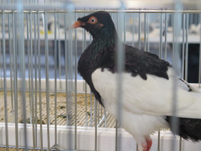 Zdjęcie 9: Moszczenica: wystawa rasowych gołębi