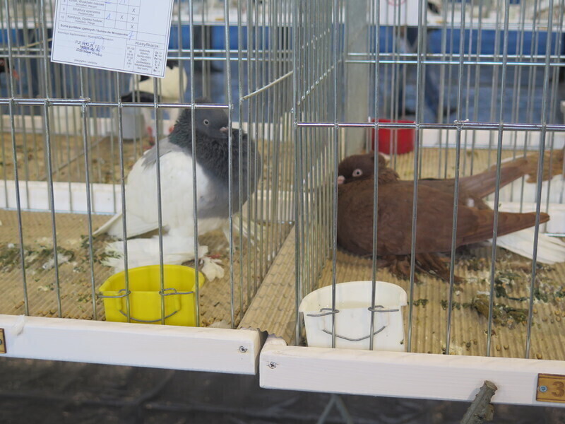 Zdjęcie 10: Moszczenica: wystawa rasowych gołębi