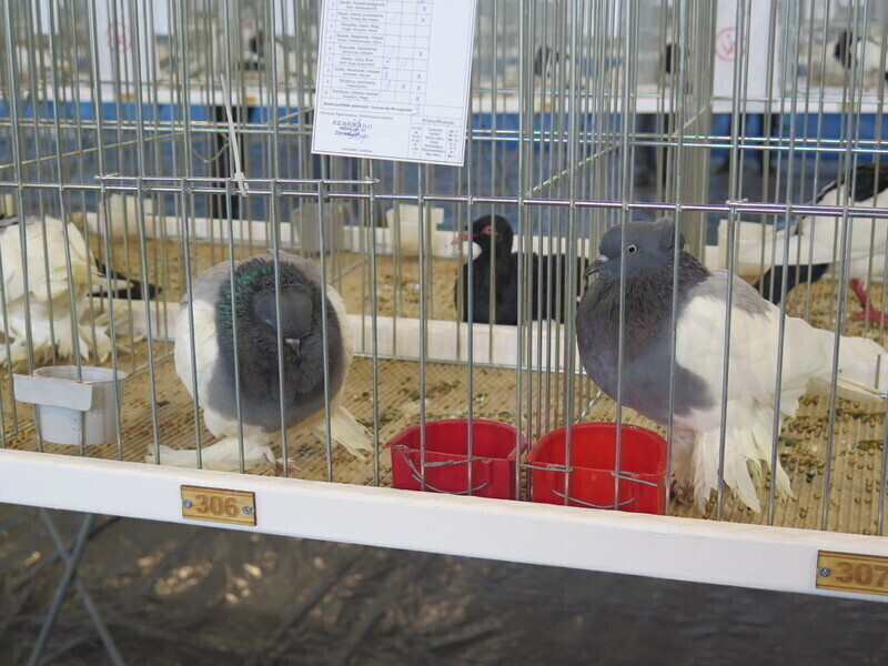 Zdjęcie 11: Moszczenica: wystawa rasowych gołębi